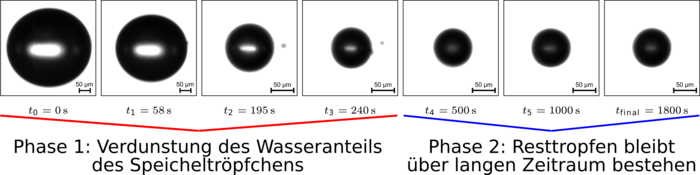 Grafik: Sieben Abbildungen eines Speicheltropfens, dargestellt als Kreis, der immer kleiner wird, je weiter er verdunstet