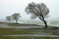 Drei Bäume stehen an der Wasserkante. Sie sind zur Seite geneigt. Auf dem Wasser sind Wellen mit Schaumköpfen zu erkennen. Teile des Landes sind überspült.