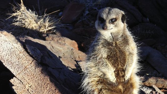 Erdmännchen auf versteinerten Regentropfen