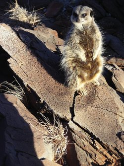 Erdmännchen sitzt auf einem Stein, dessen Oberfläche mit kleinen, flachen Mulden übersät ist. Diese Mulden sind die Abdrücke fossiler Regentropfen.