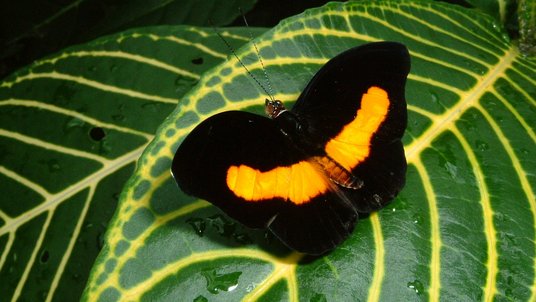 Ein schwarz-orangefarbener Schmetterling auf einem Blatt