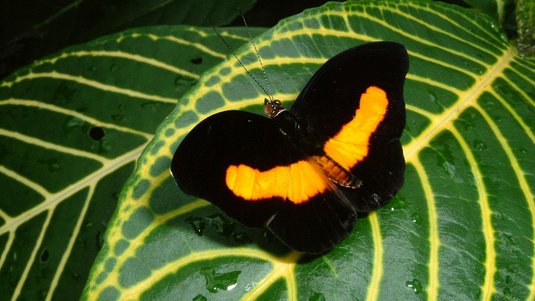 Ein schwarz-orangefarbener Schmetterling auf einem Blatt