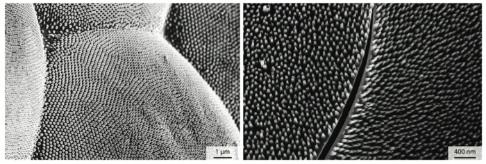 Nanostrukturiertes Mottenauge Die Mikroskopaufnahme eines Mottenauges links im Bild zeigt viele kleine Säulen. Rechts sind sie künstlich in ein Linsenglas eingeätzt.