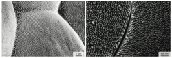 Die Mikroskopaufnahme eines Mottenauges links im Bild zeigt viele kleine Säulen. Rechts sind sie künstlich in ein Linsenglas eingeätzt.