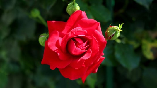 Nahaufnahme einer geöffneten, leuchtend roten Rose. Ihre samtigen Blütenblätter winden sich spiralförmig zur Mitte. Umgeben ist sie von mehreren grünen Knospen und dunklem, unscharfem Blattwerk im Hintergrund.