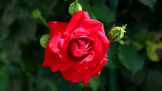 Nahaufnahme einer geöffneten, leuchtend roten Rose. Ihre samtigen Blütenblätter winden sich spiralförmig zur Mitte. Umgeben ist sie von mehreren grünen Knospen und dunklem, unscharfem Blattwerk im Hintergrund.