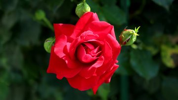 Nahaufnahme einer geöffneten, leuchtend roten Rose. Ihre samtigen Blütenblätter winden sich spiralförmig zur Mitte. Umgeben ist sie von mehreren grünen Knospen und dunklem, unscharfem Blattwerk im Hintergrund.