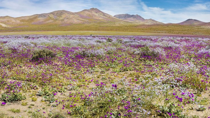 Eine mit violetten Blumen überwachsene Fläche in einer eher kargen, bergigen Landschaft.