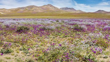 Eine mit violetten Blumen überwachsene Fläche in einer eher kargen, bergigen Landschaft.