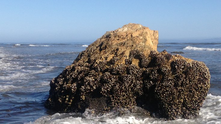 Das Bild zeigt einen großen Fels im Wasser, an dem viele Muscheln haften. 