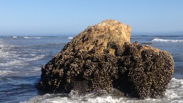 Das Bild zeigt einen großen Fels im Wasser, an dem viele Muscheln haften. 
