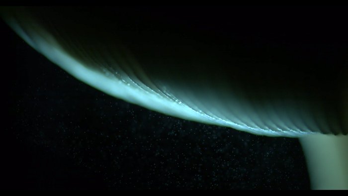 Ausbreitung von Pilzsporen Unterseite eines Pilzhutes mit Lamellen, aus denen eine Wolke feinster Sporen rieselt.