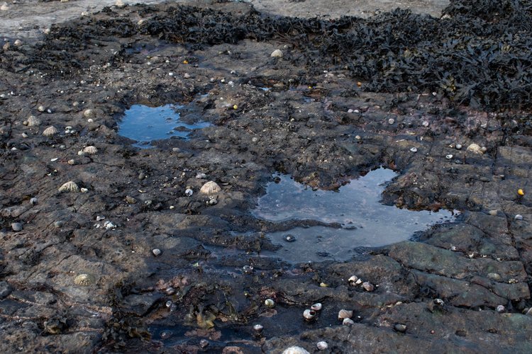 Dreizackartige Fußabdrücke von Dinosauriern im Boden