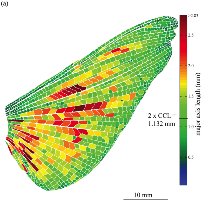 Membranzellen eines Heuschreckenflügels Länglicher Flügel einer Heuschrecke, unterteilt in unterschiedliche gefärbte Felder, Die größten, roten Felder gehen vor allem von der mittleren Innenseite nach außen, an den äußeren Rändern sind die Flächen kleiner.