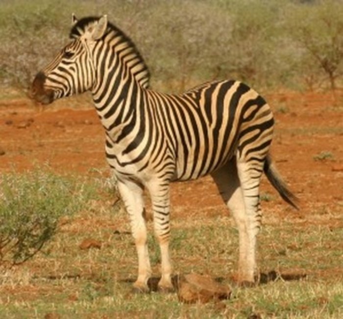 Zebra