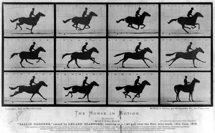 Galopp eines Pferdes Mehrer Fotos zeigen den Galopp eines Pferdes in hoher zeitlicher Auflösung. Es zeigte sich, dass ein galoppierendes Pferd in der Tat zu einem gewissen Zeitpunkt den Boden nicht berührt.