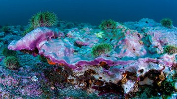 Foto von Algen am Meeresboden
