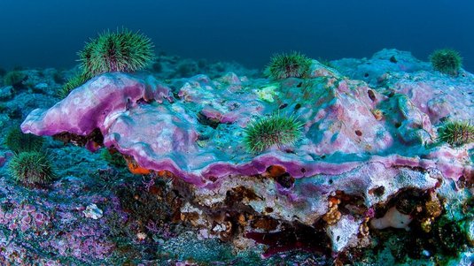 Foto von Algen am Meeresboden