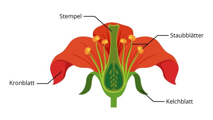 Grafische Darstellung des Aufbaus einer Blüte im Querschnitt. Auf weißem Hintergrund sind rote Kronblätter, grüne Kelchblätter, gelbe Staubblätter und der zentrale Stempel beschriftet und klar voneinander abgegrenzt.