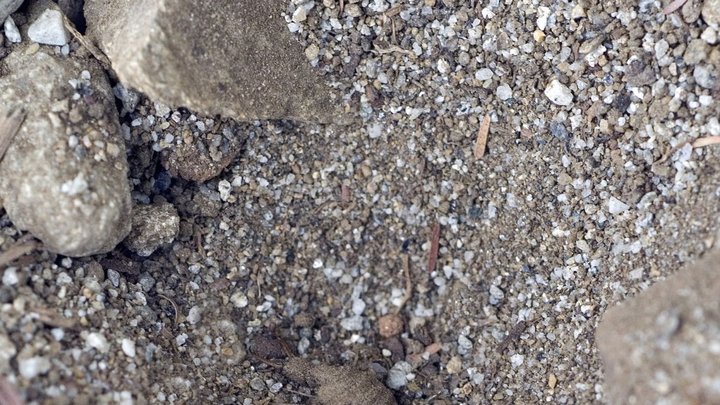 Winziges, käferartiges Insekt in einem Sandloch