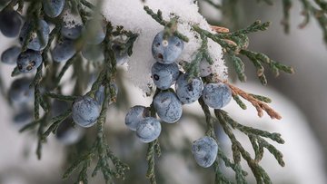 Zweige eines Wacholderstrauchs mit Beeren, im Hintergrund Schnee