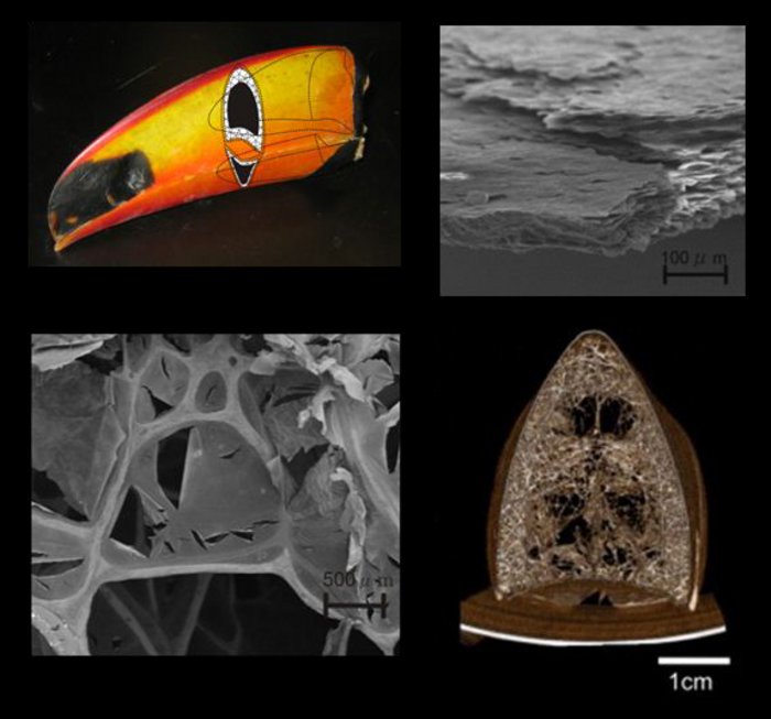 Aufnahmen des Tukanschnabels im Längs- und Querschnitt. Mikroskopaufnahmen zeigen eine schwammartige Innenstruktur und die übereinander liegenden Schichten von Keratin für die Außenseiten.