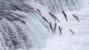Das Bild zeigt eine Gruppe von Lachsen, die entgegen der Flussrichtung einen kleinen Wasserfall hochspringen.