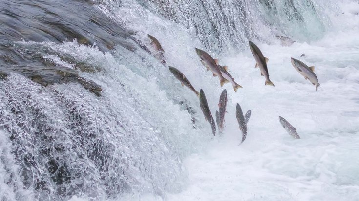 Das Bild zeigt eine Gruppe von Lachsen, die entgegen der Flussrichtung einen kleinen Wasserfall hochspringen.