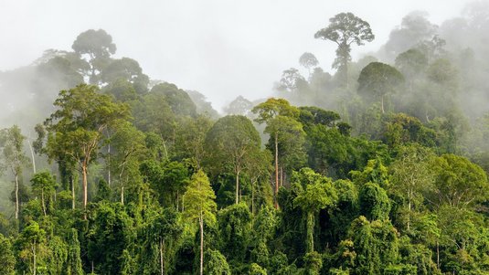 Tropischer Regenwald, aus dem Nebel aufsteigt