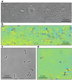 Vier Bilder von den Bakterien unter dem Mikroskop, jeweils zwei in schwarz-weiß und zwei gelblich-grün eingefärbt. In c und d sind weniger Bakterien in näherer Aufnahme zu sehen.