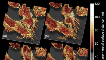 Vier dreidimensionale Profile mit zackigen Strukturen, deren Form sich von Bild zu Bild leicht verändert. Rechts eine Skala, die den Abstand zwischen Zellmembran und Metallschicht in Nanometern angibt.