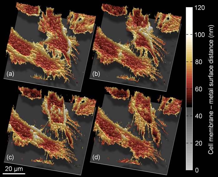 3D-Rekonstruktion einer Zellmembran Vier dreidimensionale Profile mit zackigen Strukturen, deren Form sich von Bild zu Bild leicht verändert. Rechts eine Skala, die den Abstand zwischen Zellmembran und Metallschicht in Nanometern angibt.