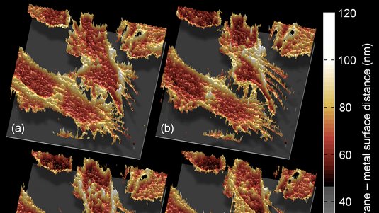 Vier dreidimensionale Profile mit zackigen Strukturen, deren Form sich von Bild zu Bild leicht verändert. Rechts eine Skala, die den Abstand zwischen Zellmembran und Metallschicht in Nanometern angibt.