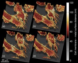Vier dreidimensionale Profile mit zackigen Strukturen, deren Form sich von Bild zu Bild leicht verändert. Rechts eine Skala, die den Abstand zwischen Zellmembran und Metallschicht in Nanometern angibt.