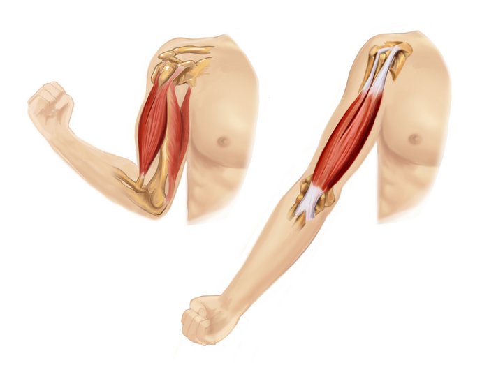 Illustration der Muskeln im menschlichen Arm, zwei Situationen: Bei angezogenem Unterarm ist ein beugender Muskel kontrahiert, bei ausgestrecktem Unterarm sein Widerpart, ein streckender Muskel. Die Muskeln sind jeweils an der Schulter und unterhalb des Ellbogens angewachsen.