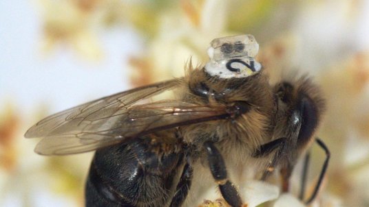 Eine Biene mit einem knopfartigem Gerät auf dem Rücken