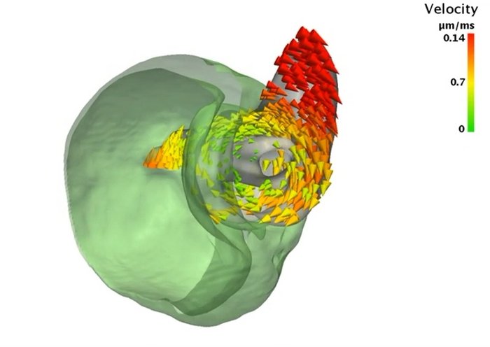Hüftgelenk eines Kornkäfers 3D-Darstellung eines rundlichen Körperteils des Käfers, aus dem ein Hüftgelenk ragt. Die Bewegungsgeschwindigkeit des Gelenks ist rundherum mit vielen, kleinen Pfeilen markiert.