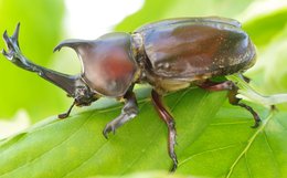 Ein Käfer sitzt auf einem Blatt.