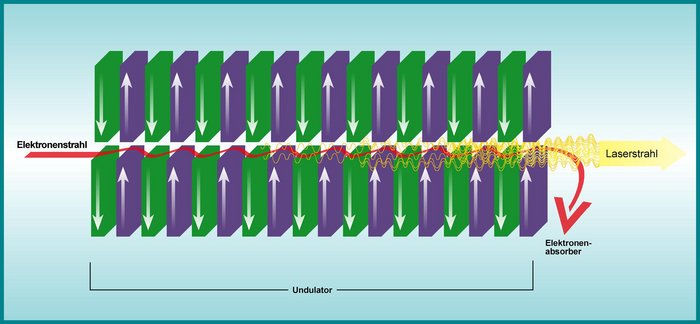 Lichterzeugung im Undulator Grafik: Ein Elektronenstrahl (rote Linie) tritt von links in eine periodische Magnetstruktur ein (abwechselnde grüne und violette Kästen oberhalb und unterhalb des Strahls). In dieser Magnetstruktur gerät er ins Schlingern. Dabei sendet er Licht aus (gelbe Schlangenlinien), das mit dem Elektronenstrahl überlappend nach rechts aus der Magnetanordnung herausfliegt. Anschließend wird der Elektronenstrahl in einen Elektronenabsorber abgelenkt, während der Laserstrahl geradeaus weitergeleitet wird.