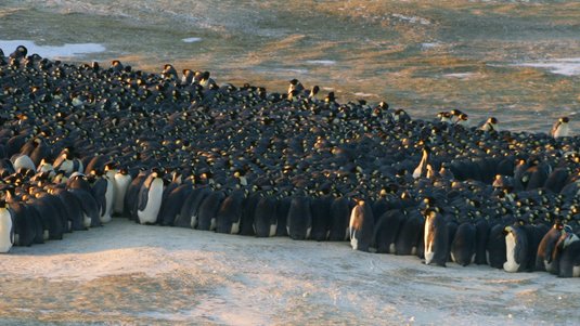 Eine dicht gedrängte Gruppe aus Hunderten von Kaiserpinguinen auf kahlem Boden in der Antarktis.
