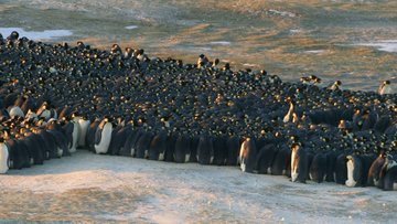 Eine dicht gedrängte Gruppe aus Hunderten von Kaiserpinguinen auf kahlem Boden in der Antarktis.