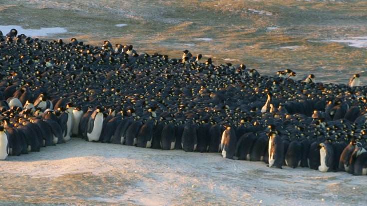 Pinguingruppe in der Antarktis, Bildquelle: Daniel Zitterbart/AWI; Lizenz: gemäß den Bedingungen der Quelle Eine dicht gedrängte Gruppe aus Hunderten von Kaiserpinguinen auf kahlem Boden in der Antarktis.