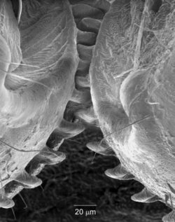 Mikroskopaufnahme in schwarz-weiß, auf der runde Strukturen zu sehen sind, die am Rand ineinander greifende Zähnen besitzen.