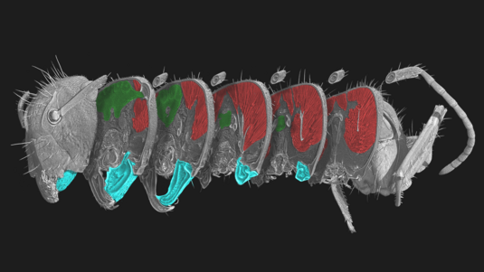Das Bild zeigt einen dreidimensionalen Ameisenkopf, der in einzelne Querschnitte zerteilt ist.