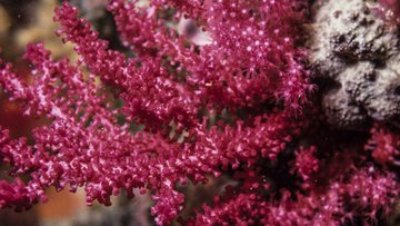 Rote und stark verästelte Koralle auf dem Meeresgrund