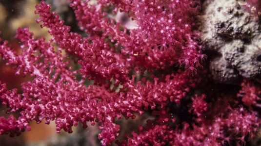 Rote Gorgonie | Bildquelle: Maria Teresa Tovar Romero/iStock Rote und stark verästelte Koralle auf dem Meeresgrund
