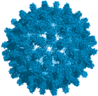 Eine kugelförmige Virushülle, deren Oberfläche mit vielen Fortsätzen bedeckt ist.