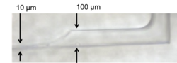 Die Detailaufnahme zeigt einen Teil des Mikrofluidikchips, der im Rahmen des JOINT-Projekts von Wissenschaftlern des Helmholtz-Zentrums Geesthacht entwickelt worden ist. Sie zeigt die Verengung von hundert Mikrometer auf zehn Mikrometer. 