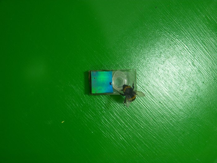 Künstliche Blüte Eine Hummel fliegt zu einem kleinen Plastiknäpfchen, das neben einer Platte steht, die blaues Licht reflektiert