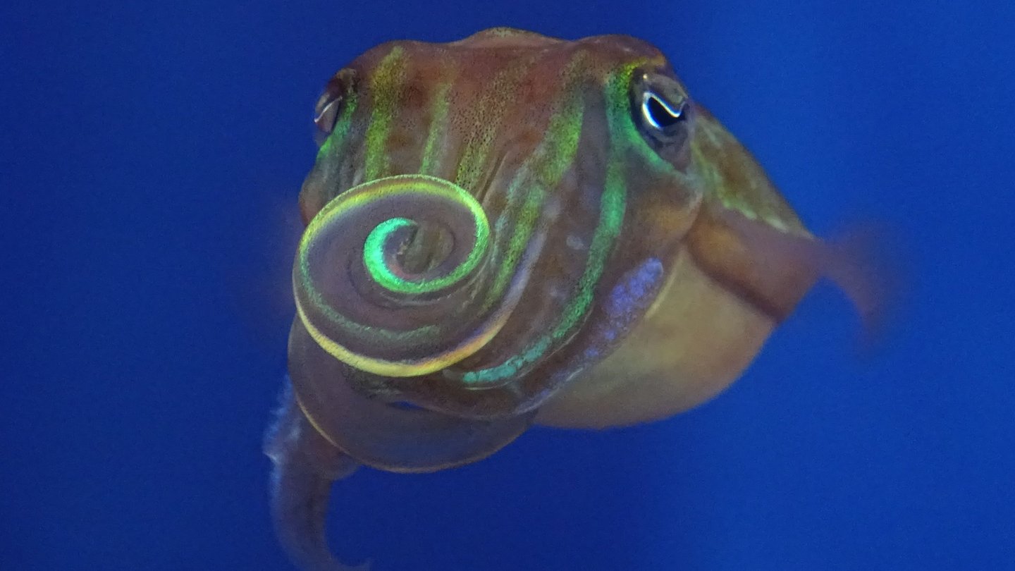 Wie-Tintenfische-Weibchen-anlocken